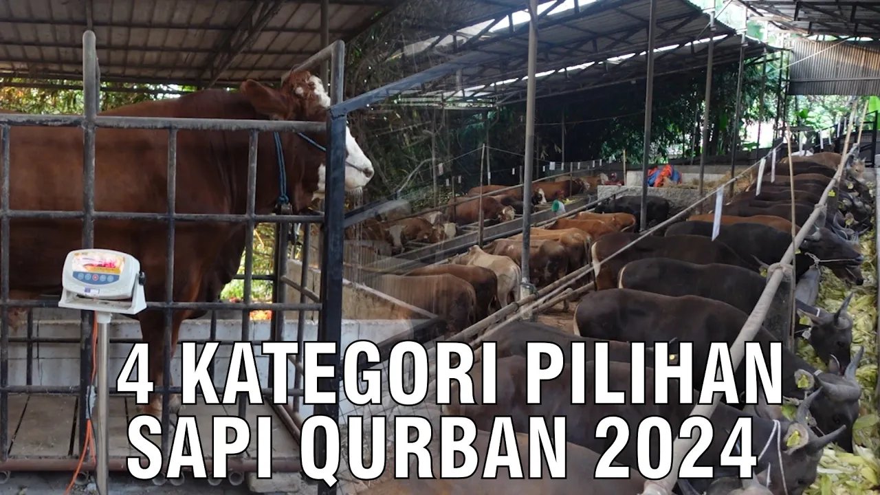 
                                 4-Kategori-Pilihan-Sapi-Qurban-2024